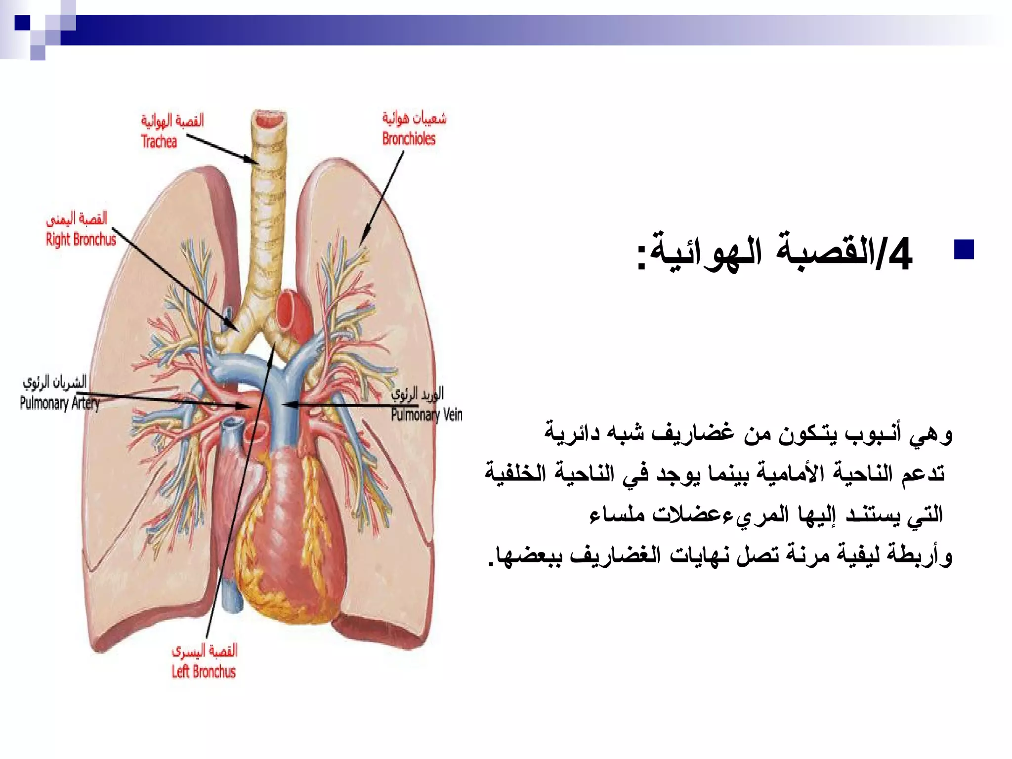 PPT ppt