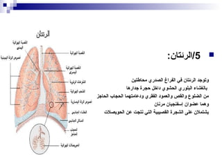 ‫‪‬‬

‫5/الرئتان:‬
‫وتوجد الرئتان في الفراغ الصدري محاطتين‬
‫بالغشاء البلوري الحشوي داخل حجرة جدارها‬
‫من الضلوع والقص والعمود الفقري ودعامتهما الحجاب الحاجز‬
‫وهما عضوان إسفنجيان مرنان‬
‫يشتملن على الشجرة القصيبية التي نتجت عن الحويصل ت‬

 