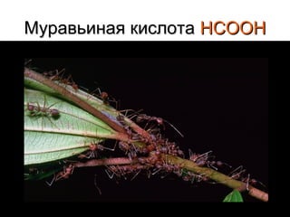 Муравьиная кислота НСООН

 