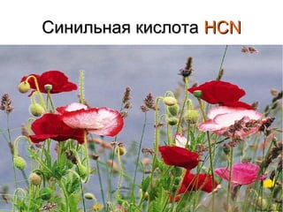 Синильная кислота НСN

 