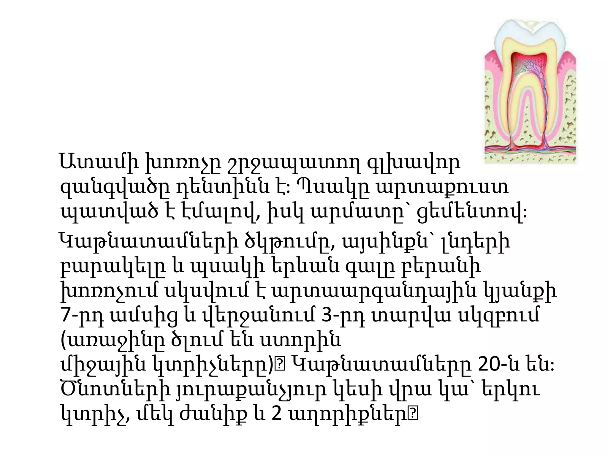 Ատամի խոռոչը շրջապատող գլխավոր
զանգվածը դենտինն է։ Պսակը արտաքուստ
պատված է էմալով, իսկ արմատը` ցեմենտով։
Կաթնատամների ծկթումը, այսինքն` լնդերի
բարակելը և պսակի երևան գալը բերանի
խոռոչում սկսվում է արտաարգանդային կյանքի
7-րդ ամսից և վերջանում 3-րդ տարվա սկզբում
(առաջինը ծլում են ստորին
միջային կտրիչները)։
Կաթնատամները 20-ն են։
Ծնոտների յուրաքանչյուր կեսի վրա կա` երկու
կտրիչ, մեկ ժանիք և 2 աղորիքներ։

 