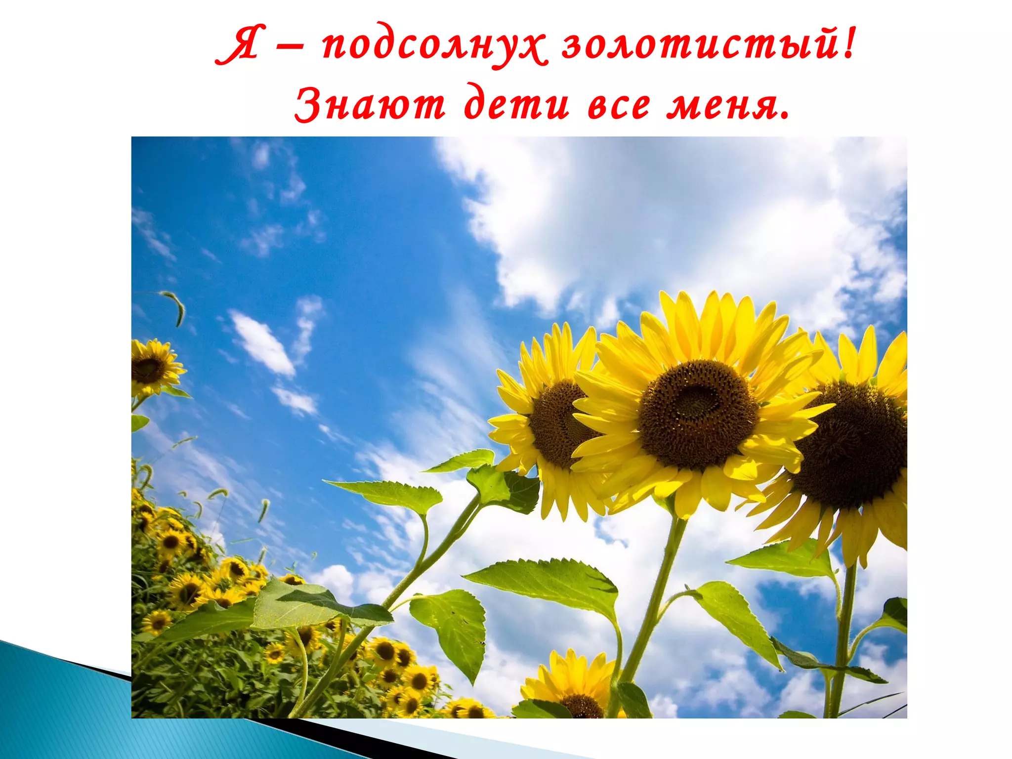 Я – подсолнух золотистый!
Знают дети все меня.

 