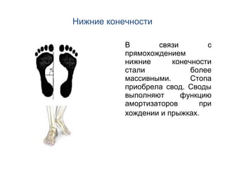 Нижние конечности
В
связи
с
прямохождением
нижние
конечности
стали
более
массивными.
Стопа
приобрела свод. Своды
выполняют
функцию
амортизаторов
при
хождении и прыжках.

 