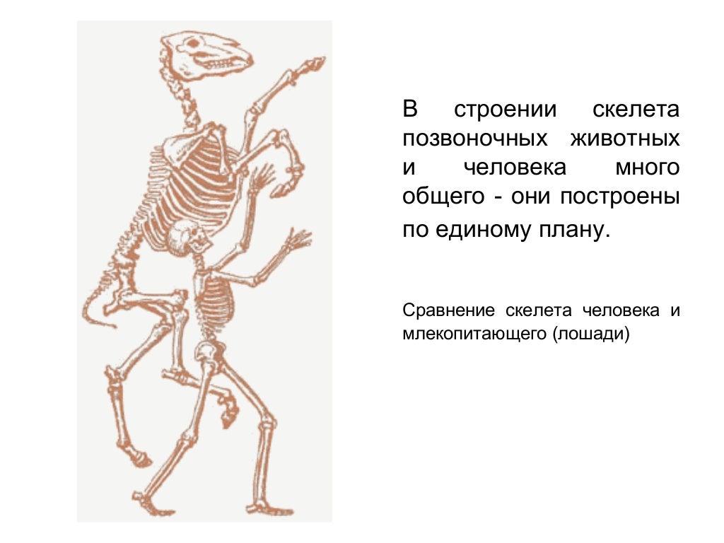 Единый план строения органов. Скелет позвоночных животных. Особенности скелета человека. Сравнение скелета человека и млекопитающего. Сравнение скелета человека и животных.
