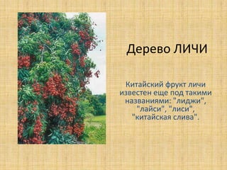 Дерево ЛИЧИ
Китайский фрукт личи
известен еще под такими
названиями: "лиджи",
"лайси", "лиси",
"китайская слива".

 