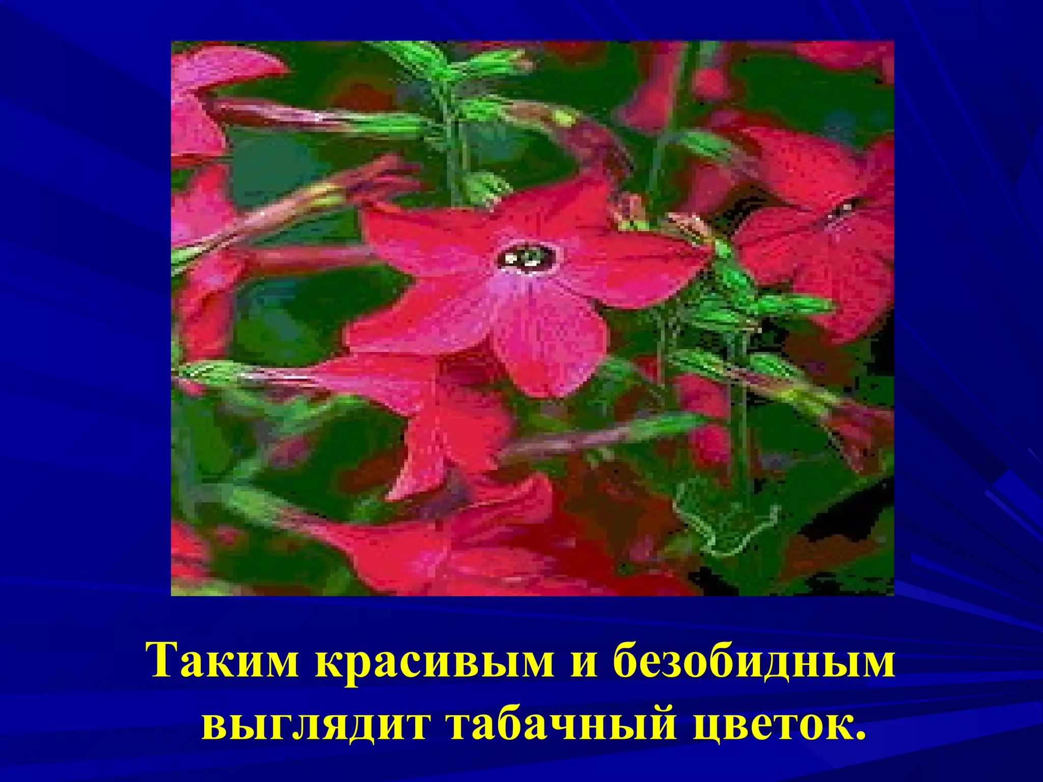 Таким красивым и безобидным
выглядит табачный цветок.

 