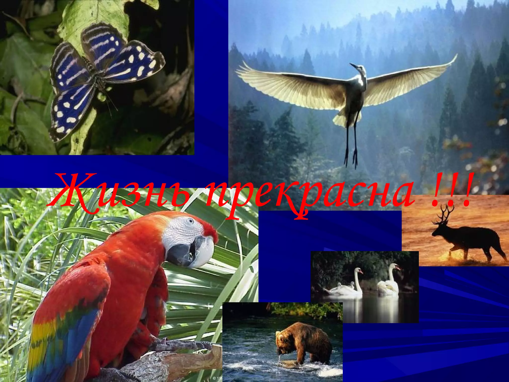 Жизнь прекрасна !!!

 