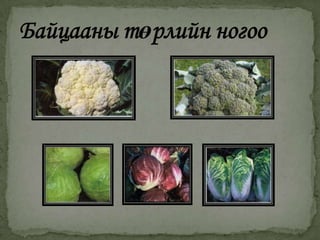 булцуут ногоо