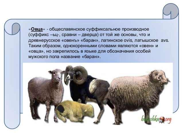 Машины с названиями животных