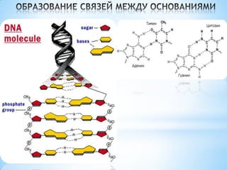 DNA GitHub 23andme all in one