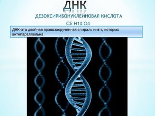 ДЕЗОКСИРИБОНУКЛЕИНОВАЯ КИСЛОТА
C5 H10 O4
ДНК-это двойная правозакрученная спираль нити, которых
антипараллельна

 