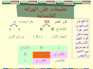 ‫تطبيقات على الوراثة‬
‫اللمندلية‬
‫إذا لقح ثور‬
‫شورتهورن‬
‫أحمر بقرة‬
‫بيضاء فإن‬
‫أفراد الجيل‬
‫الول يكون‬
‫لونهم شمزيج‬
‫بين الحمر‬
‫والبيض‬

‫ثور أحمر‬

‫بقرة بيضاء ‪rr‬‬

‫‪RR‬‬

‫الشمشاج ‪R‬‬

‫‪R‬‬

‫الجيل الول‬

‫‪r‬‬

‫) ‪( Rr‬‬

‫‪r‬‬

‫وردي اللون‬

‫‪r‬‬

‫‪R‬‬

‫الشمشاج‬

‫‪Rr‬وردي‬

‫‪RR‬أحمر‬

‫‪R‬‬

‫‪Rr‬أبيض‬

‫‪Rr‬وردي‬

‫‪r‬‬

 