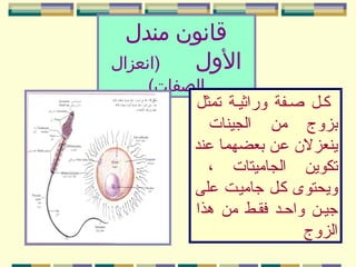 ‫قانون مندل‬
‫)انعزال‬
‫الول‬

‫الصفات(‬
‫كيل صيفة وراثيية تمثل‬
‫بزوج من الجينات‬
‫ينعزلن عن بعضهما عند‬
‫تكوين الجاميتات ،‬
‫ويحتوى كيل جامييت على‬
‫جيين واحيد فقيط من هذا‬
‫الزوج‬

 