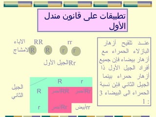 ‫تطبيقات على قانون مندل‬
‫الول‬
‫عنيييد تلقيح أزهار‬
‫البازل ء الحمرا ء مع‬
‫أزهار بيضا ء فإن جميع‬
‫أفراد الجيل الول ذا‬
‫أزهار حمرا ء بينما‬
‫الجييل الثانيي فإين نسبة‬
‫الحمرا ء الى البيضا ء 3‬
‫:1‬

‫‪rr‬‬
‫‪r‬‬

‫‪ RR‬البا ء‬
‫‪R‬المشاج‬
‫‪R‬‬

‫‪r‬‬

‫‪Rr‬الجيل الول‬
‫‪r‬‬

‫‪R‬‬

‫‪Rr‬أحمر ‪RR‬أحمر‬

‫‪R‬‬

‫‪Rr‬أحمر‬

‫‪r‬‬

‫‪rr‬أبيض‬

‫الجيل‬
‫الثاني‬

 