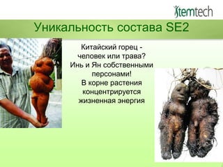 Уникальность состава SE2
Китайский горец человек или трава?
Инь и Ян собственными
персонами!
В корне растения
концентрируется
жизненная энергия

 