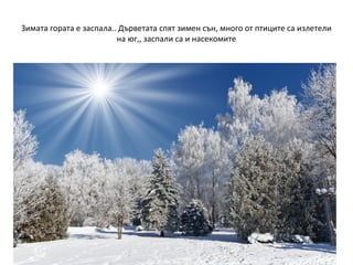 Зимата гората е заспала.. Дърветата спят зимен сън, много от птиците са излетели
на юг,, заспали са и насекомите

 