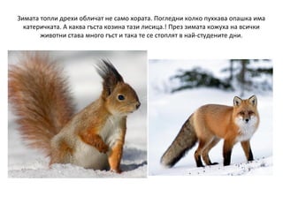 Зимата топли дрехи обличат не само хората. Погледни колко пухкава опашка има
катеричката. А каква гъста козина тази лисица.! През зимата кожуха на всички
животни става много гъст и така те се стоплят в най-студените дни.

 