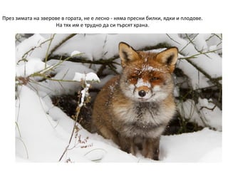 През зимата на зверове в гората, не е лесно - няма пресни билки, ядки и плодове.
На тях им е трудно да си търсят храна.

 
