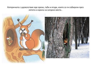 Катеричката с удоволствие яде орехи, гъби и ягоди, които са ги събирали през
лятото и скрила на сигурно място..

 