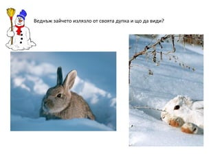 Веднъж зайчето излязло от своята дупка и що да види?

 