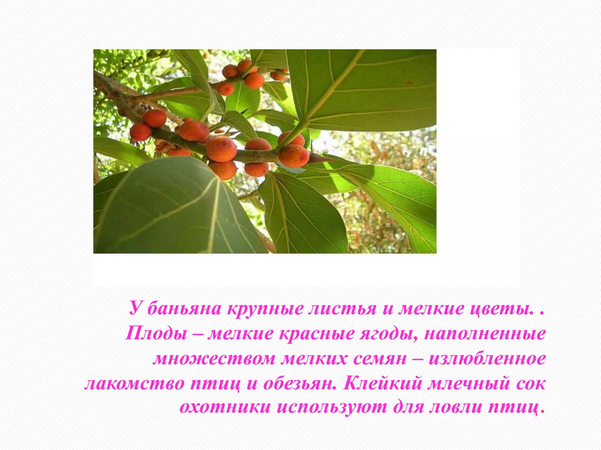 У баньяна крупные листья и мелкие цветы. .
Плоды – мелкие красные ягоды, наполненные
множеством мелких семян – излюбленное
лакомство птиц и обезьян. Клейкий млечный сок
охотники используют для ловли птиц.

 