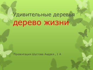 Удивительные деревья

дерево жизни

Презентация Шустова Андрея , 1 А

 