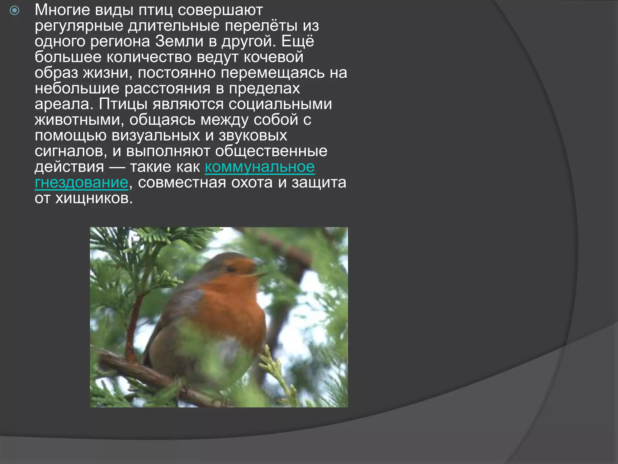 

Многие виды птиц совершают
регулярные длительные перелѐты из
одного региона Земли в другой. Ещѐ
большее количество ведут кочевой
образ жизни, постоянно перемещаясь на
небольшие расстояния в пределах
ареала. Птицы являются социальными
животными, общаясь между собой с
помощью визуальных и звуковых
сигналов, и выполняют общественные
действия — такие как коммунальное
гнездование, совместная охота и защита
от хищников.

 