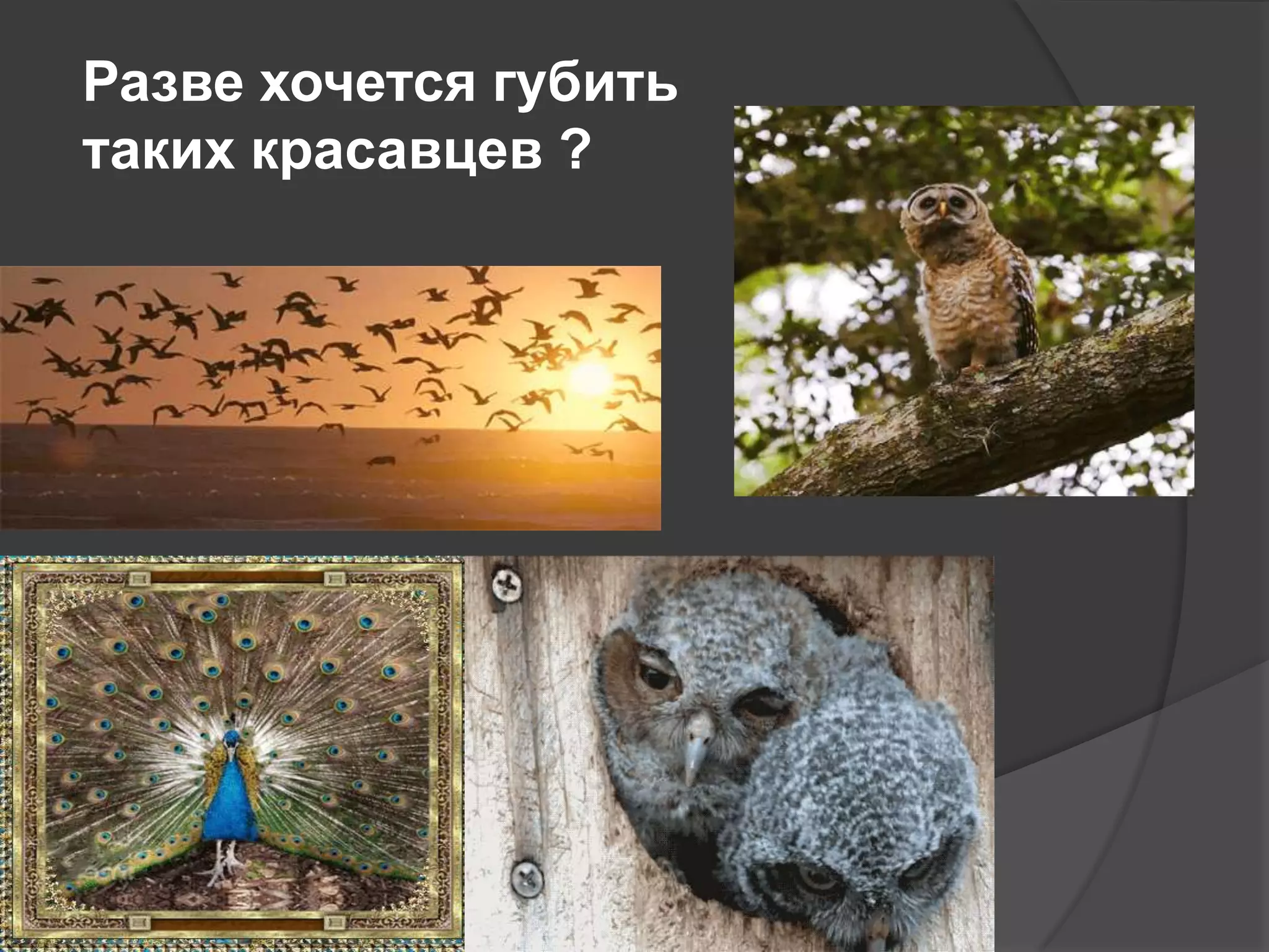 Разве хочется губить
таких красавцев ?

 