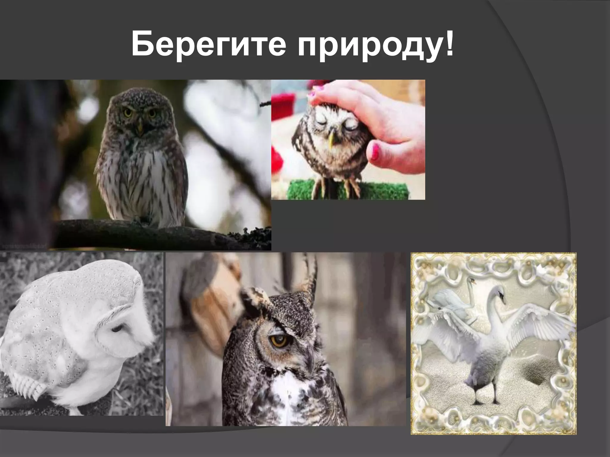 Берегите природу!

 