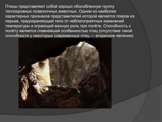 Птицы представляют собой хорошо обособленную группу
теплокровных позвоночных животных. Одним из наиболее
характерных призн...
