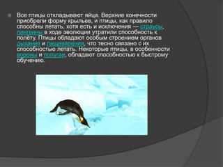 

Все птицы откладывают яйца. Верхние конечности
приобрели форму крыльев, и птицы, как правило
способны летать, хотя есть...
