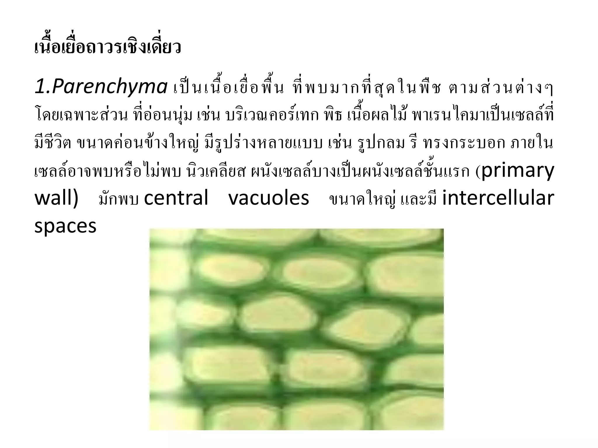 เนื้อเยื่อถาวรเชิงเดี่ยว
1.Parenchyma เป็ น เนื้ อ เยื่ อ พื้ น ที่ พ บมากที่ สุ ด ในพื ช ตามส่ ว นต่ า งๆ
โดยเฉพาะส่วน ที่อ่อนนุ่ม เช่น บริเวณคอร์เทก พิธ เนื้อผลไม้ พาเรนไคมาเป็นเซลล์ที่
มีชีวิต ขนาดค่อนข้างใหญ่ มีรูปร่างหลายแบบ เช่น รูปกลม รี ทรงกระบอก ภายใน
เซลล์อาจพบหรือไม่พบ นิวเคลียส ผนังเซลล์บางเป็นผนังเซลล์ชั้นแรก (primary
wall) มักพบ central vacuoles ขนาดใหญ่ และมี intercellular
spaces

 