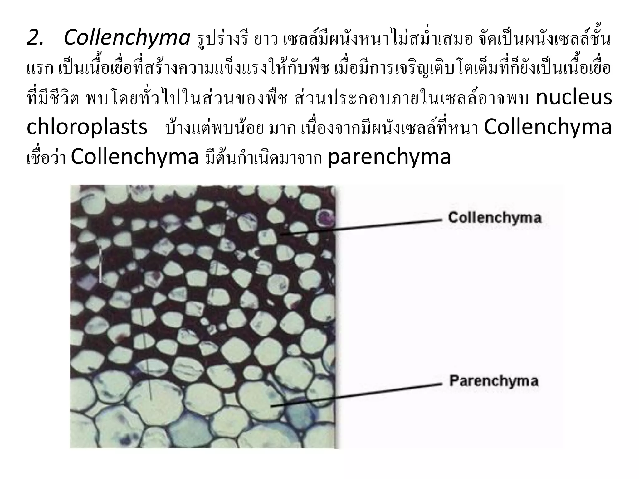 2. Collenchyma รูปร่างรี ยาว เซลล์มีผนังหนาไม่สม่าเสมอ จัดเป็นผนังเซลล์ชั้น
แรก เป็นเนื้อเยื่อที่สร้างความแข็งแรงให้กับพืช เมื่อมีการเจริญเติบโตเต็มที่ก็ยังเป็นเนื้อเยื่อ
ที่มี ชีวิ ต พบโดยทั่ วไปในส่ วนของพื ช ส่ วนประกอบภายในเซลล์อ าจพบ nucleus
chloroplasts บ้างแต่พบน้อย มาก เนื่องจากมีผนังเซลล์ที่หนา Collenchyma
เชื่อว่า Collenchyma มีต้นกาเนิดมาจาก parenchyma

 