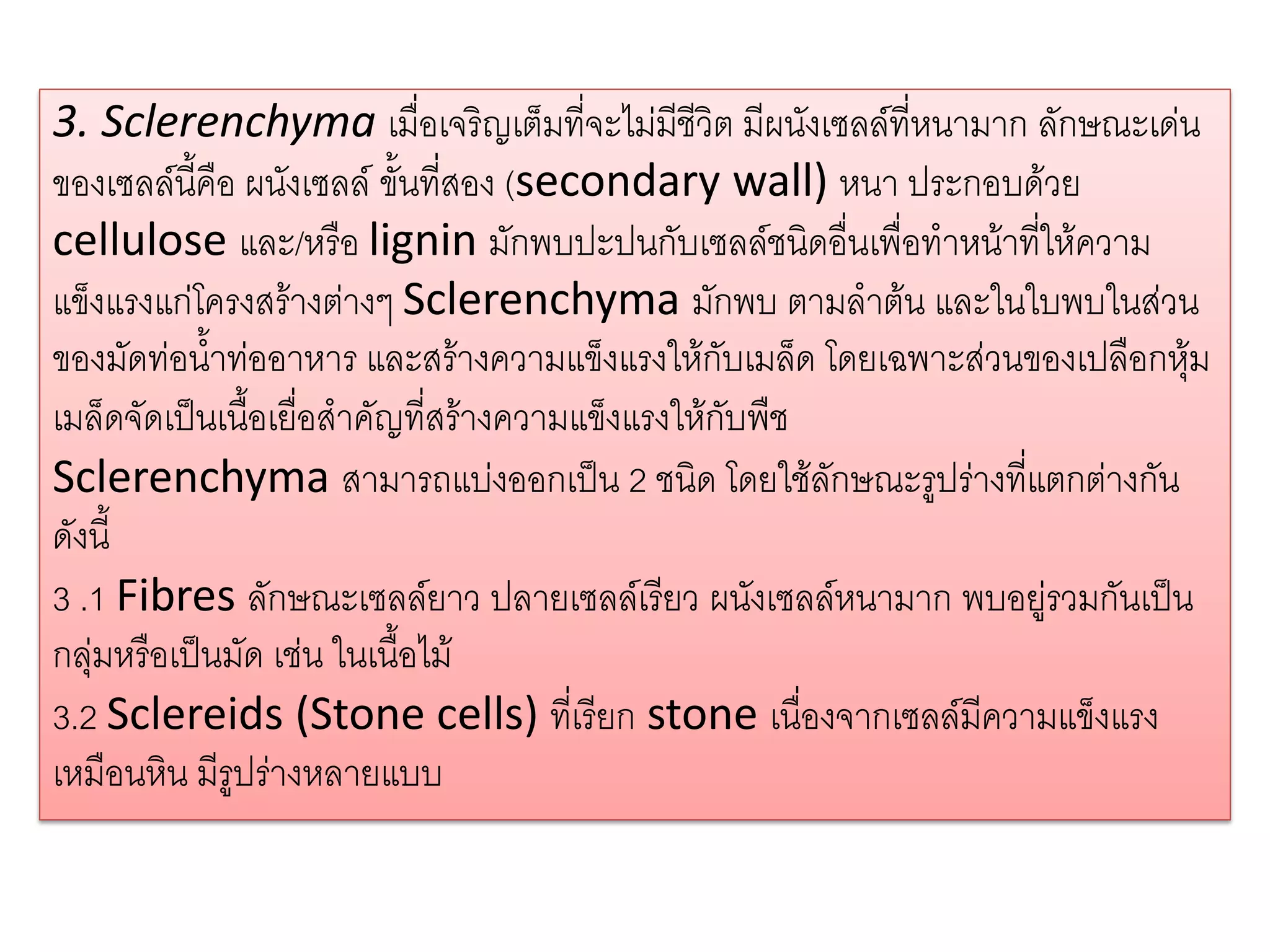 3. Sclerenchyma เมื่อเจริญเต็มที่จะไม่มีชีวิต มีผนังเซลล์ที่หนามาก ลักษณะเด่น
ของเซลล์นี้คือ ผนังเซลล์ ขั้นที่สอง (secondary wall) หนา ประกอบด้วย
cellulose และ/หรือ lignin มักพบปะปนกับเซลล์ชนิดอื่นเพื่อทาหน้าที่ให้ความ
แข็งแรงแก่โครงสร้างต่างๆ Sclerenchyma มักพบ ตามลาต้น และในใบพบในส่วน
ของมัดท่อน้าท่ออาหาร และสร้างความแข็งแรงให้กับเมล็ด โดยเฉพาะส่วนของเปลือกหุ้ม
เมล็ดจัดเป็นเนื้อเยื่อสาคัญที่สร้างความแข็งแรงให้กับพืช
Sclerenchyma สามารถแบ่งออกเป็น 2 ชนิด โดยใช้ลักษณะรูปร่างที่แตกต่างกัน
ดังนี้
3 .1 Fibres ลักษณะเซลล์ยาว ปลายเซลล์เรียว ผนังเซลล์หนามาก พบอยู่รวมกันเป็น
กลุ่มหรือเป็นมัด เช่น ในเนื้อไม้
3.2 Sclereids (Stone cells) ที่เรียก stone เนื่องจากเซลล์มีความแข็งแรง
เหมือนหิน มีรูปร่างหลายแบบ

 
