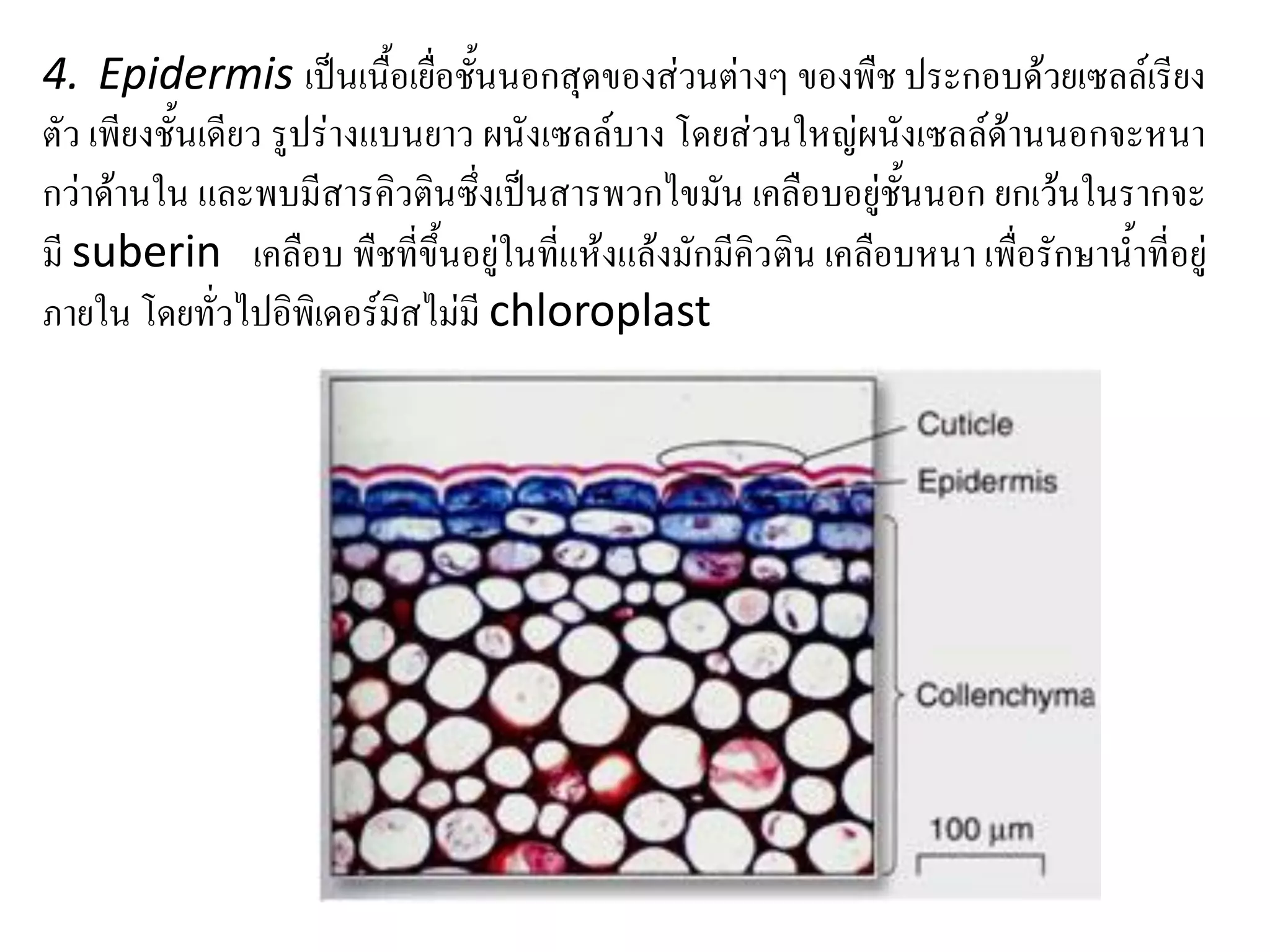 4. Epidermis เป็นเนื้อเยื่อชั้นนอกสุดของส่วนต่างๆ ของพืช ประกอบด้วยเซลล์เรียง
ตัว เพียงชั้นเดียว รูปร่างแบนยาว ผนังเซลล์บาง โดยส่วนใหญ่ผนังเซลล์ด้านนอกจะหนา
กว่าด้านใน และพบมีสารคิวตินซึ่งเป็นสารพวกไขมัน เคลือบอยู่ชั้นนอก ยกเว้นในรากจะ
มี suberin เคลือบ พืชที่ขึ้นอยู่ในที่แห้งแล้งมักมีคิว ติน เคลือบหนา เพื่อรักษาน้าที่อยู่
ภายใน โดยทั่วไปอิพิเดอร์มิสไม่มี chloroplast

 