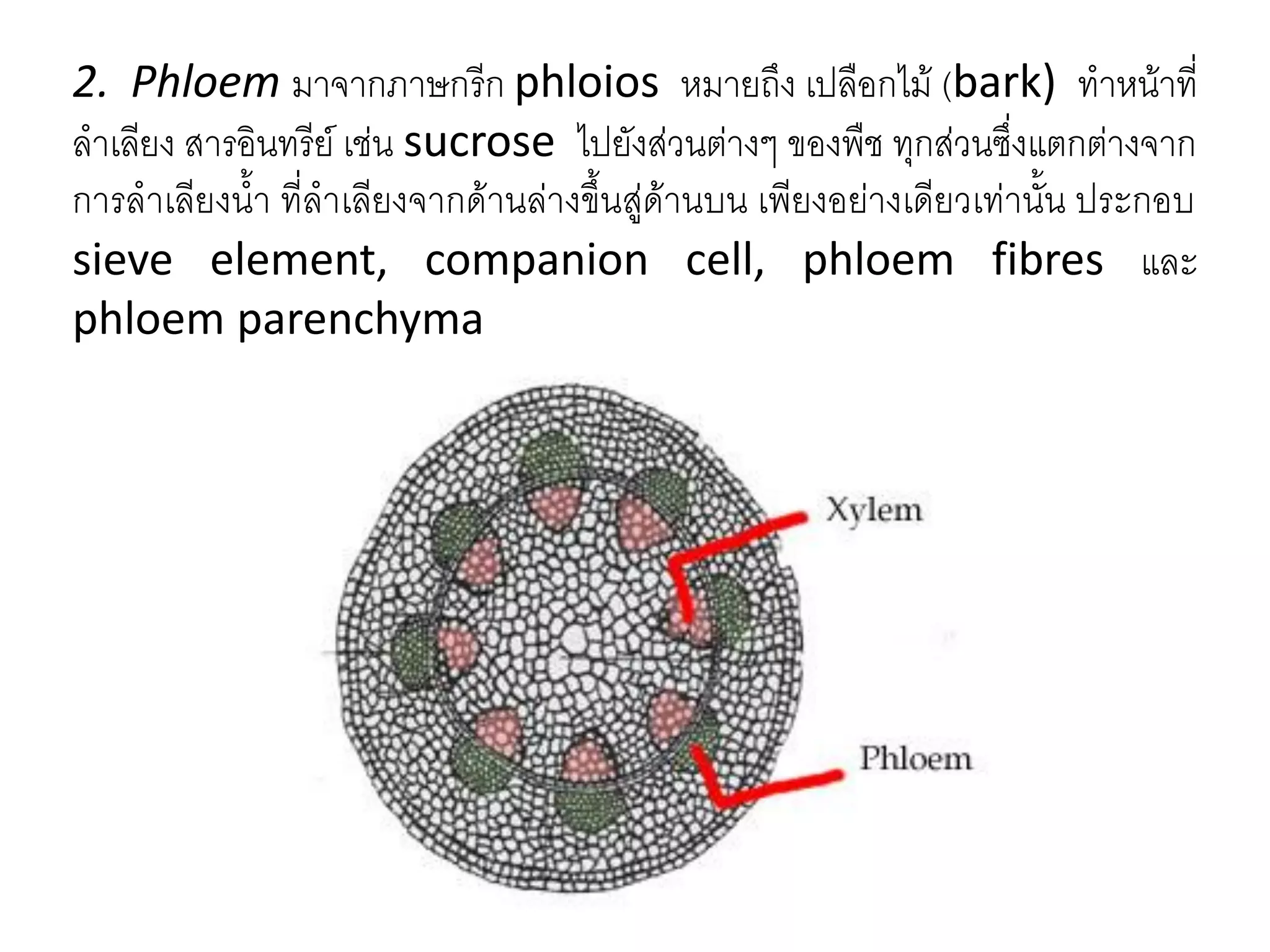 2. Phloem มาจากภาษกรีก phloios หมายถึง เปลือกไม้ (bark) ทาหน้าที่
ลาเลียง สารอินทรีย์ เช่น sucrose ไปยังส่วนต่างๆ ของพืช ทุกส่วนซึ่งแตกต่างจาก
การลาเลียงน้า ที่ลาเลียงจากด้านล่างขึ้นสู่ด้านบน เพียงอย่างเดียวเท่านั้น ประกอบ
sieve element, companion cell, phloem fibres และ
phloem parenchyma

 