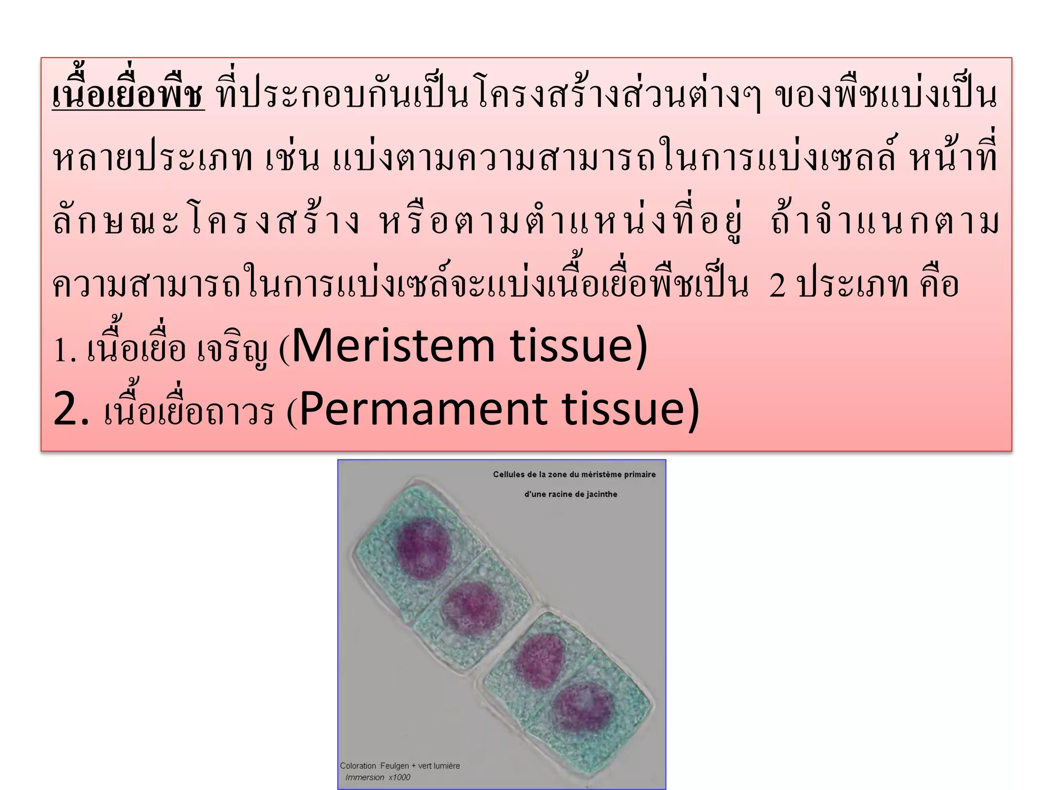 เนื้อเยื่อพืช ที่ประกอบกันเป็นโครงสร้างส่วนต่างๆ ของพืชแบ่งเป็น
หลายประเภท เช่น แบ่งตามความสามารถในการแบ่งเซลล์ หน้าที่
ลั ก ษณะโครงสร้ า ง หรื อ ตามต าแหน่ ง ที่ อ ยู่ ถ้ า จ าแนกตาม
ความสามารถในการแบ่งเซล์จะแบ่งเนื้อเยื่อพืชเป็น 2 ประเภท คือ
1. เนื้อเยื่อ เจริญ (Meristem tissue)
2. เนื้อเยื่อถาวร (Permament tissue)

 