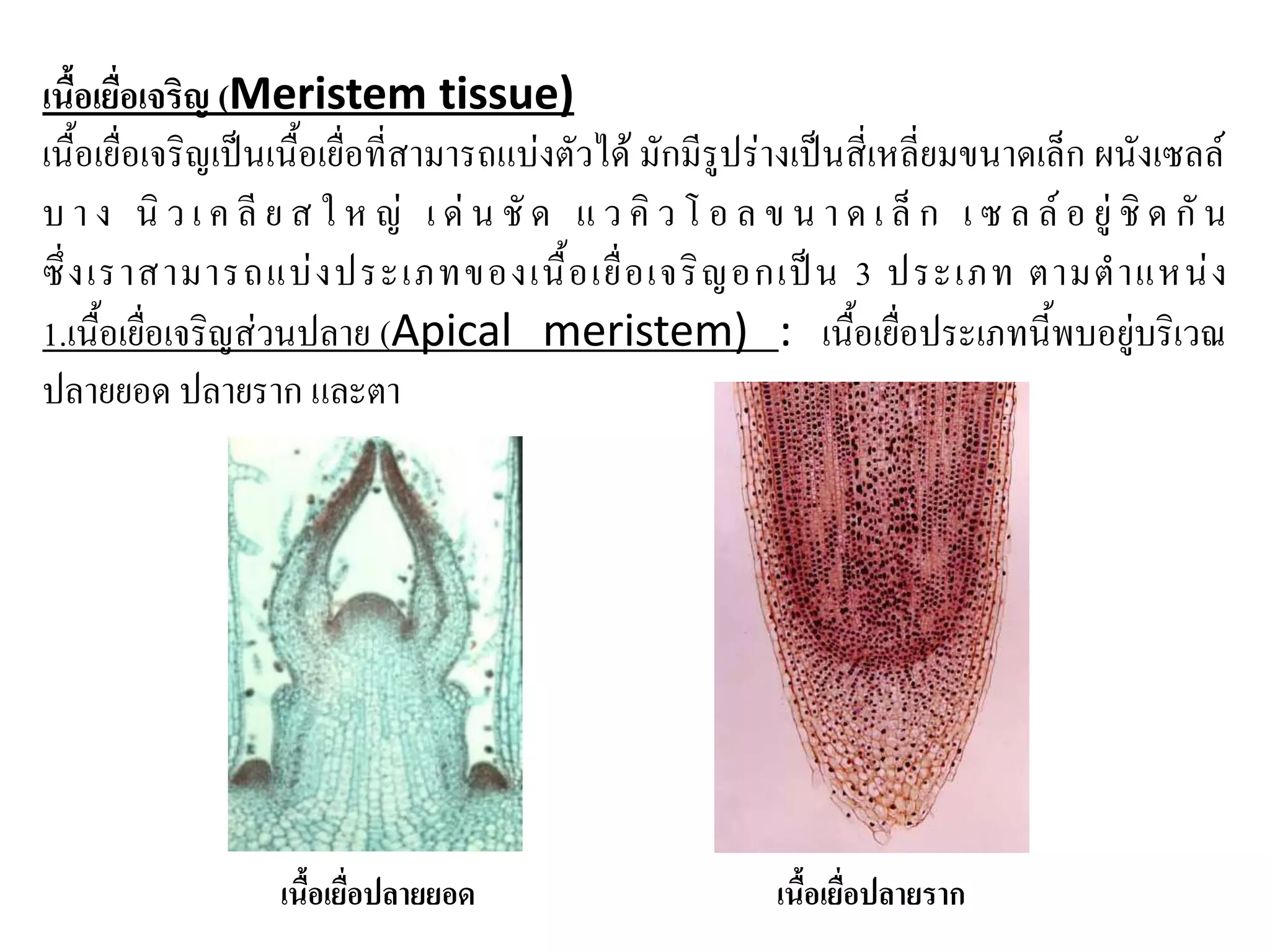 เนื้อเยื่อเจริญ (Meristem tissue)
เนื้อเยื่อเจริญเป็นเนื้อเยื่อที่สามารถแบ่งตัวได้ มักมีรูปร่างเป็นสี่เหลี่ยมขนาดเล็ก ผนังเซลล์
บ า ง นิ ว เ ค ลี ย ส ใ ห ญ่ เ ด่ น ชั ด แ ว คิ ว โ อ ล ข น า ด เ ล็ ก เ ซ ล ล์ อ ยู่ ชิ ด กั น
ซึ่ ง เราสามารถแบ่ ง ประเภทของเนื้ อ เยื่ อ เจริ ญ อกเป็ น 3 ประเภท ตามต าแหน่ ง
1.เนื้อเยื่อเจริญส่วนปลาย (Apical meristem) : เนื้อเยื่อประเภทนี้พบอยู่บริเวณ
ปลายยอด ปลายราก และตา

เนื้อเยื่อปลายยอด

เนื้อเยื่อปลายราก

 