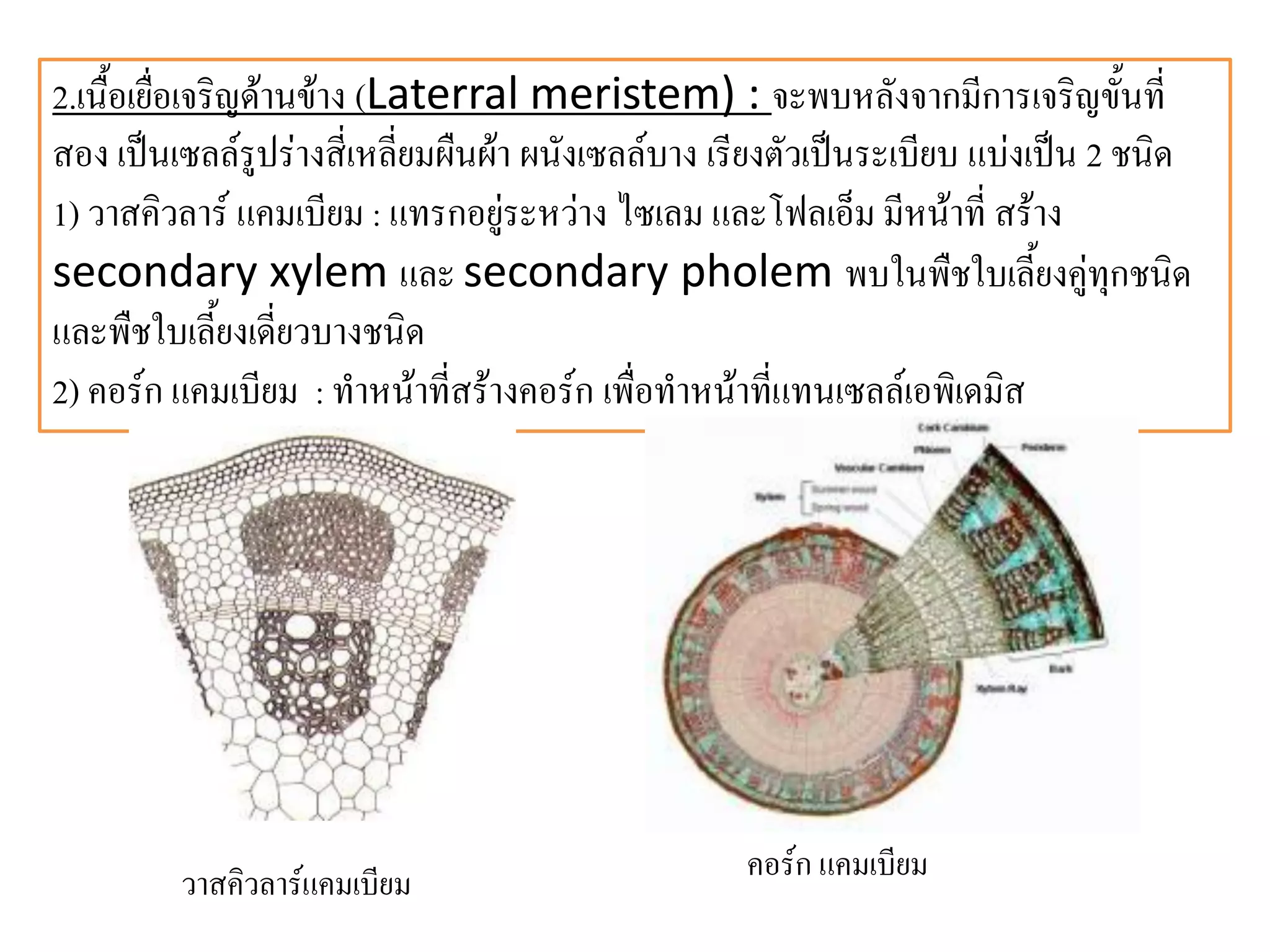 2.เนื้อเยื่อเจริญด้านข้าง (Laterral meristem) : จะพบหลังจากมีการเจริญขั้นที่
สอง เป็นเซลล์รูปร่างสี่เหลี่ยมผืนผ้า ผนังเซลล์บาง เรียงตัวเป็นระเบียบ แบ่งเป็น 2 ชนิด
1) วาสคิวลาร์ แคมเบียม : แทรกอยู่ระหว่าง ไซเลม และโฟลเอ็ม มีหน้าที่ สร้าง
secondary xylem และ secondary pholem พบในพืชใบเลี้ยงคู่ทุกชนิด
และพืชใบเลี้ยงเดี่ยวบางชนิด
2) คอร์ก แคมเบียม : ทาหน้าที่สร้างคอร์ก เพื่อทาหน้าที่แทนเซลล์เอพิเดมิส

วาสคิวลาร์แคมเบียม

คอร์ก แคมเบียม

 