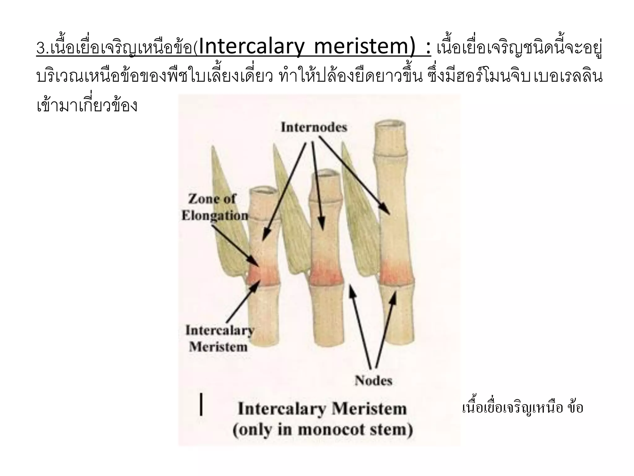 3.เนื้อเยื่อเจริญเหนือข้อ(Intercalary meristem) : เนื้อเยื่อเจริญชนิดนี้จะอยู่
บริเวณเหนือข้อของพืชใบเลี้ยงเดี่ยว ทาให้ปล้องยืดยาวขึ้น ซึ่งมีฮอร์โมนจิบ เบอเรลลิน
เข้ามาเกี่ยวข้อง

เนื้อเยื่อเจริญเหนือ ข้อ

 