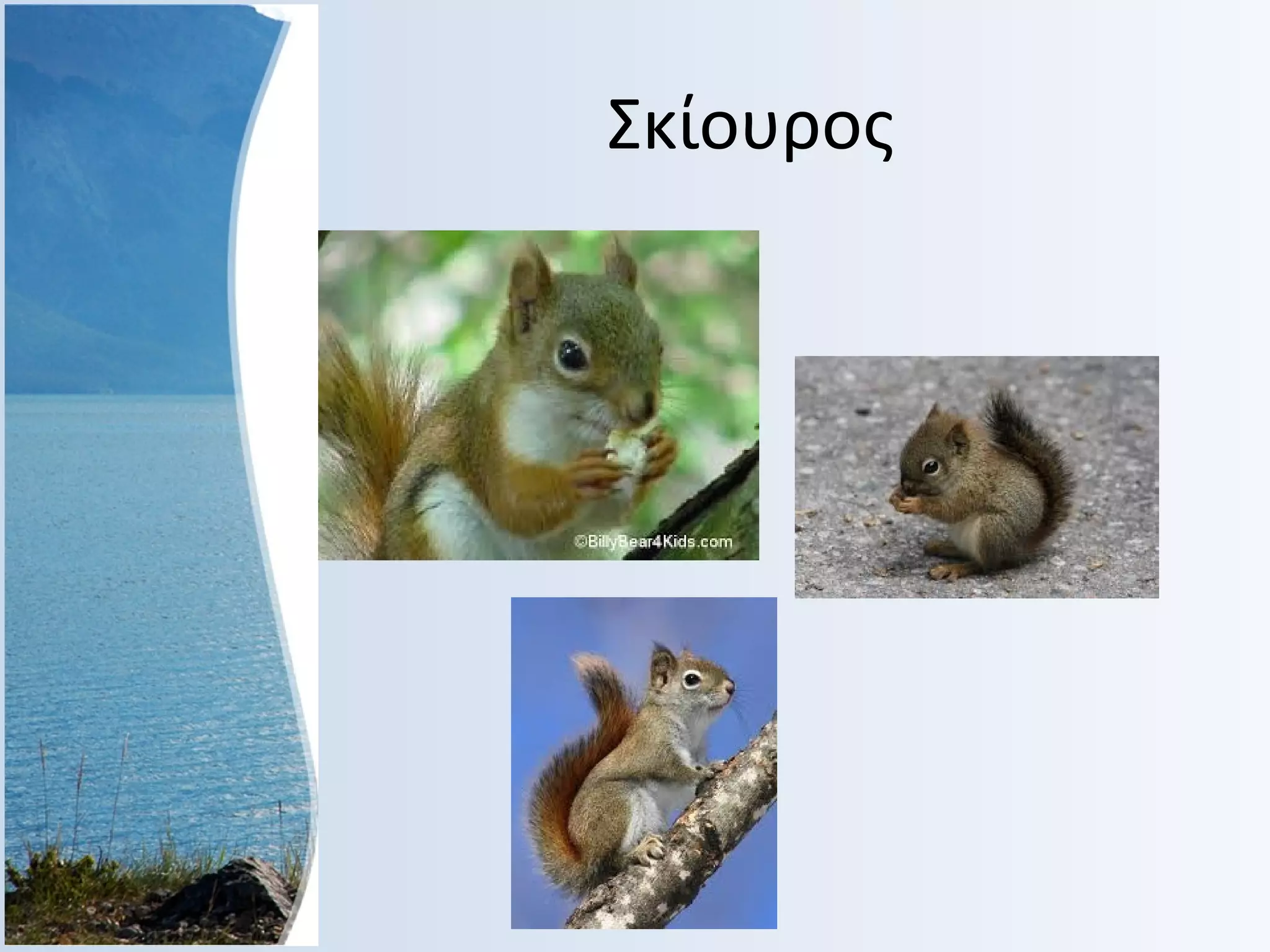 Σκίουρος

 