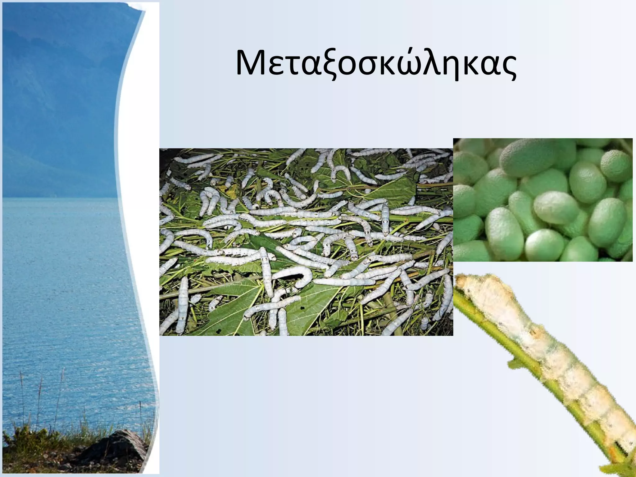 Μεταξοσκώληκας

 