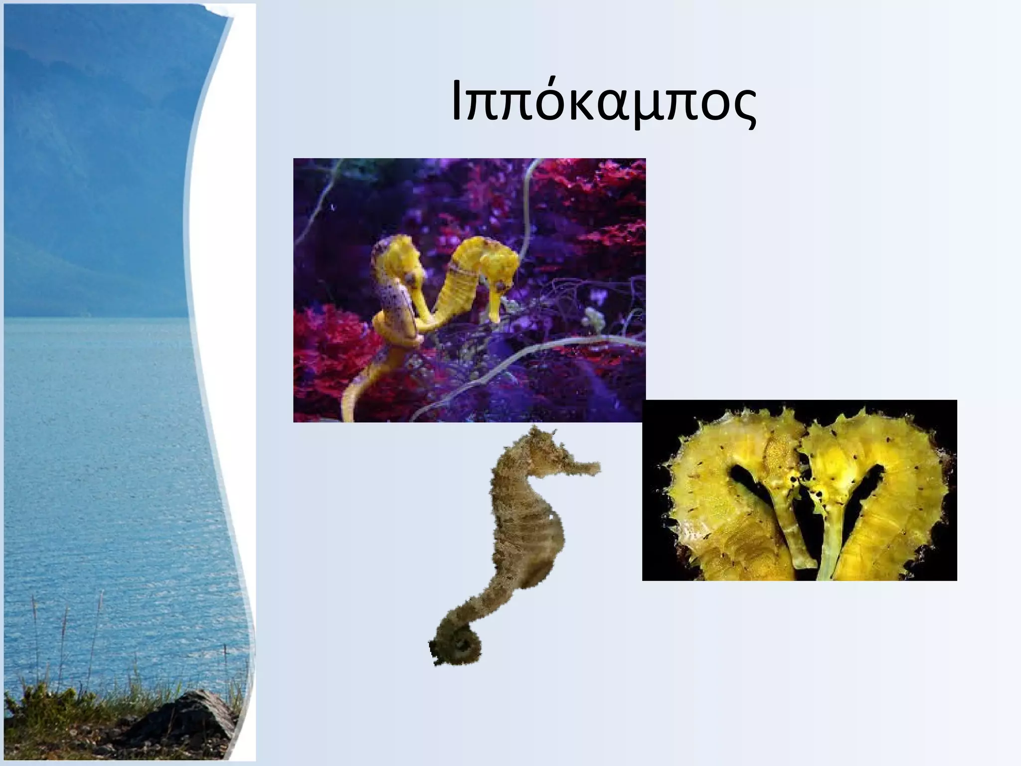 Ιππόκαμπος

 