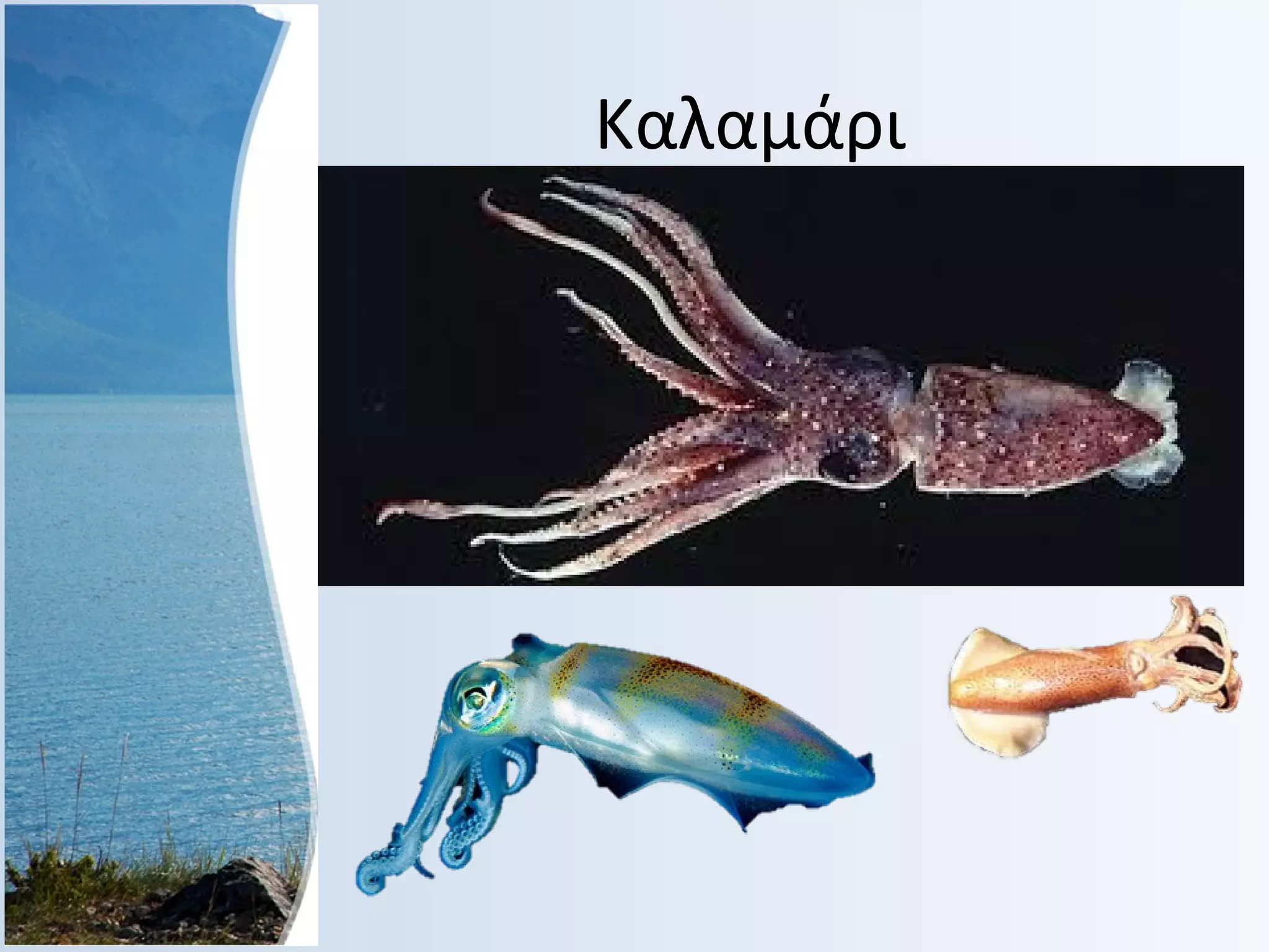 Καλαμάρι

 