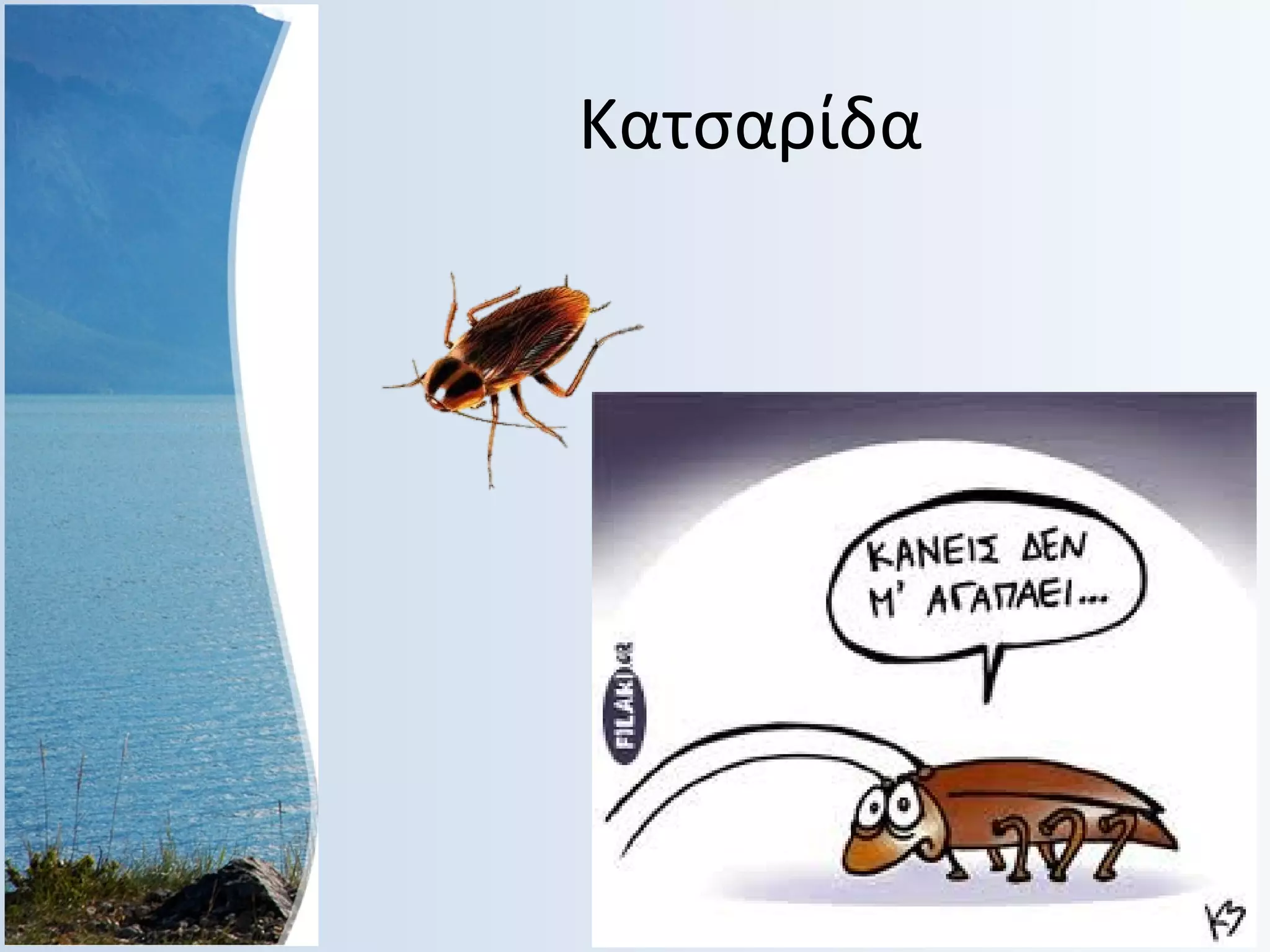 Κατσαρίδα

 