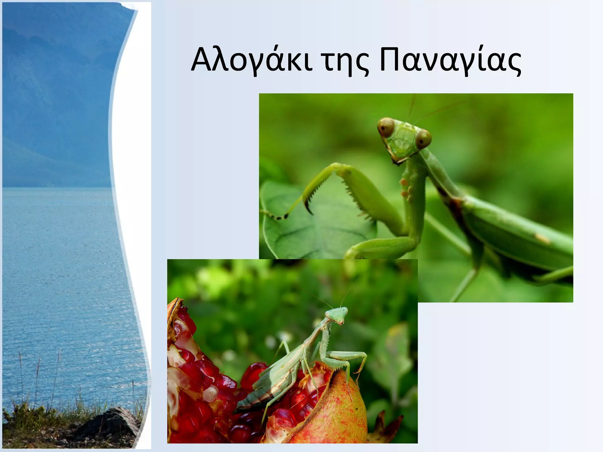 Αλογάκι της Παναγίας

 