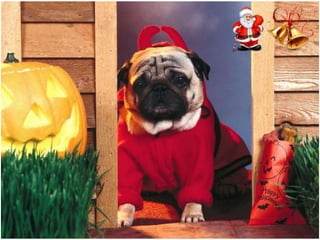 Χριστουγεννιάτικες εικόνες