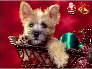 Χριστουγεννιάτικες εικόνες