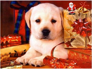 Χριστουγεννιάτικες εικόνες