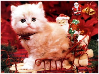 Χριστουγεννιάτικες εικόνες